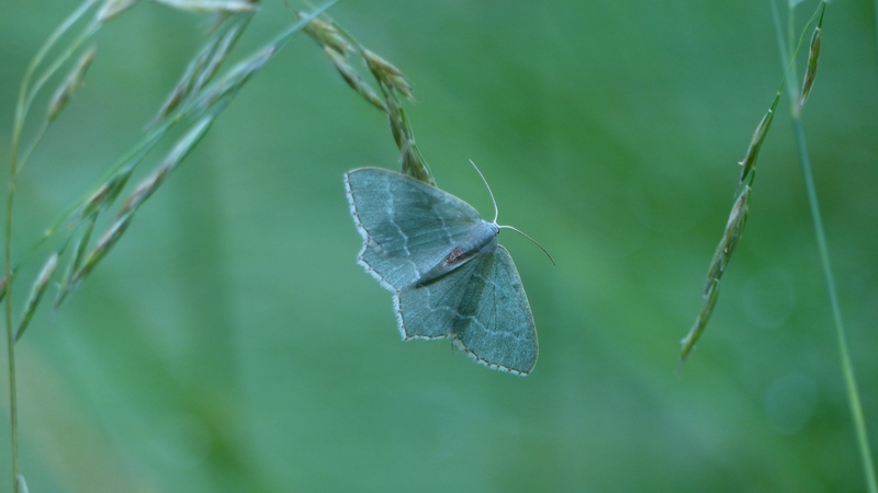 help identificazione farfalla/falena verde - Hemithea aestivaria, Geometridae